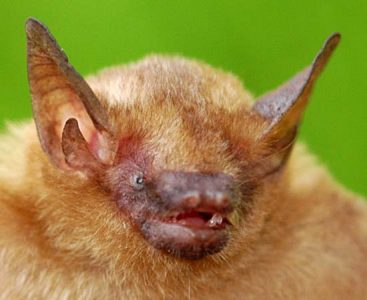 Name this Bat: Gain Immortality Image